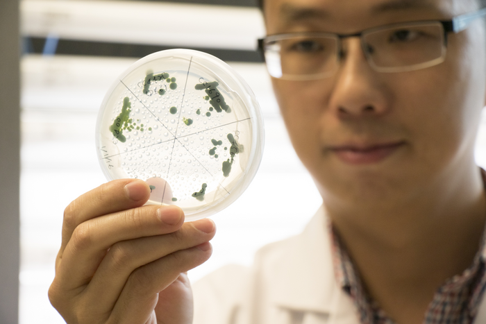 Yantao Li is leading a team of researchers  to understand how microalgae can be used to reduce carbon dioxide emissions from power plants.