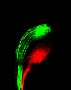 'Wires' in the developing brain