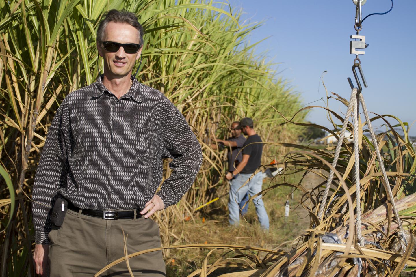 CABBI gene-edited sugarcane