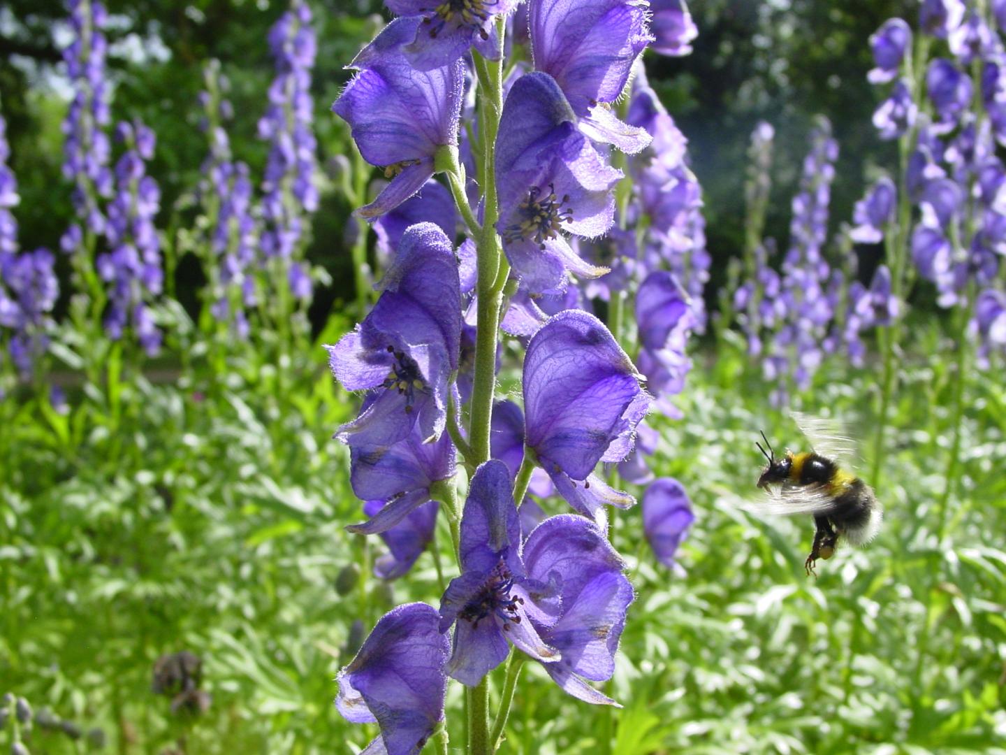 A Bumblebee in Flight