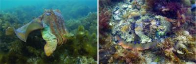 Australian Cuttlefish Camouflage