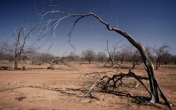 Trees in Senegal