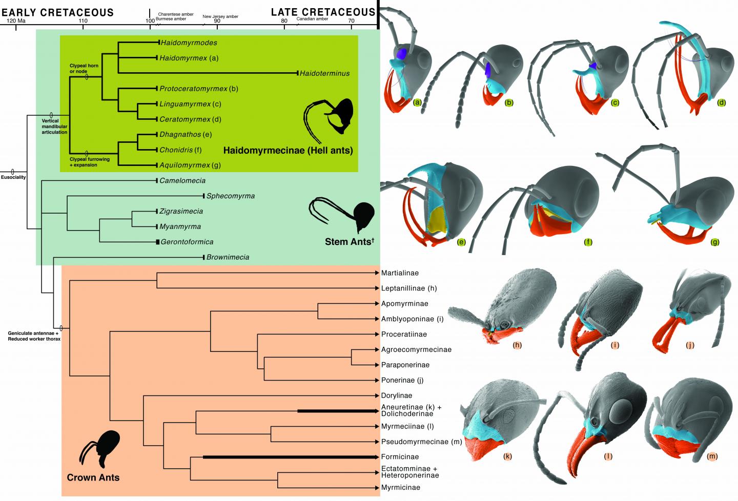 Phylogeny and Cephalic Homology