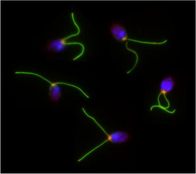 Green Algae Genome Gives History Lesson (4 Of | EurekAlert!