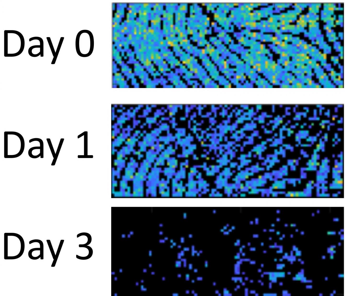 Residues in Fingerprints Hold Clues to Their Age