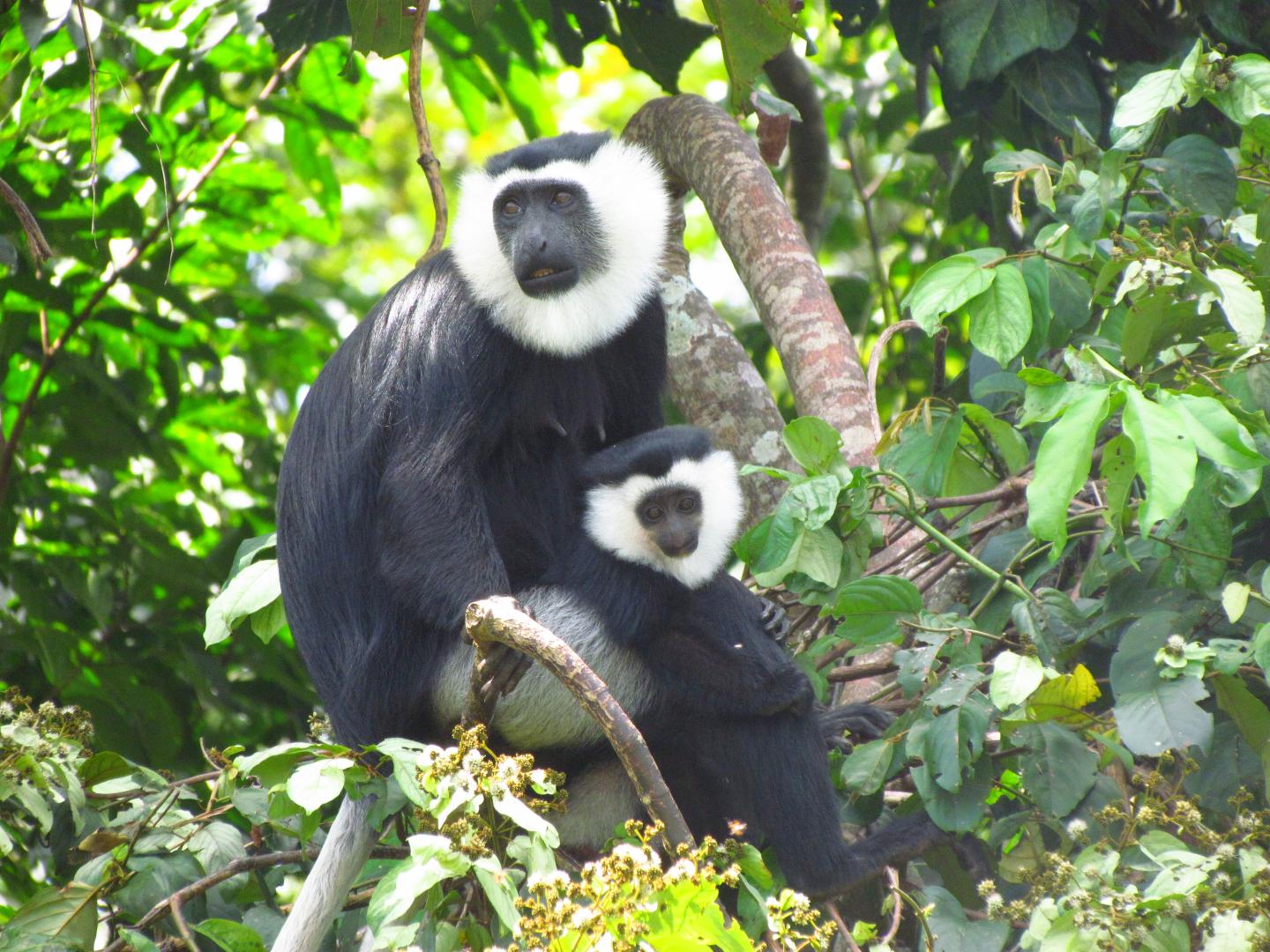 Wild Ursine Colobus Monkey with Child