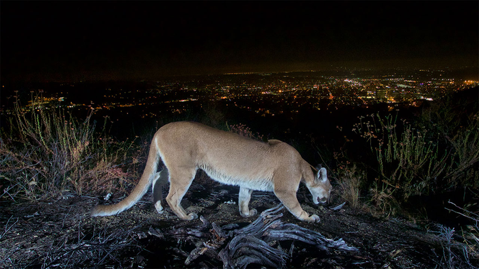 Mountain lion on bluff