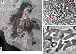 Hollow melanosomes form the Eoconfuciusornis (STM7-144)