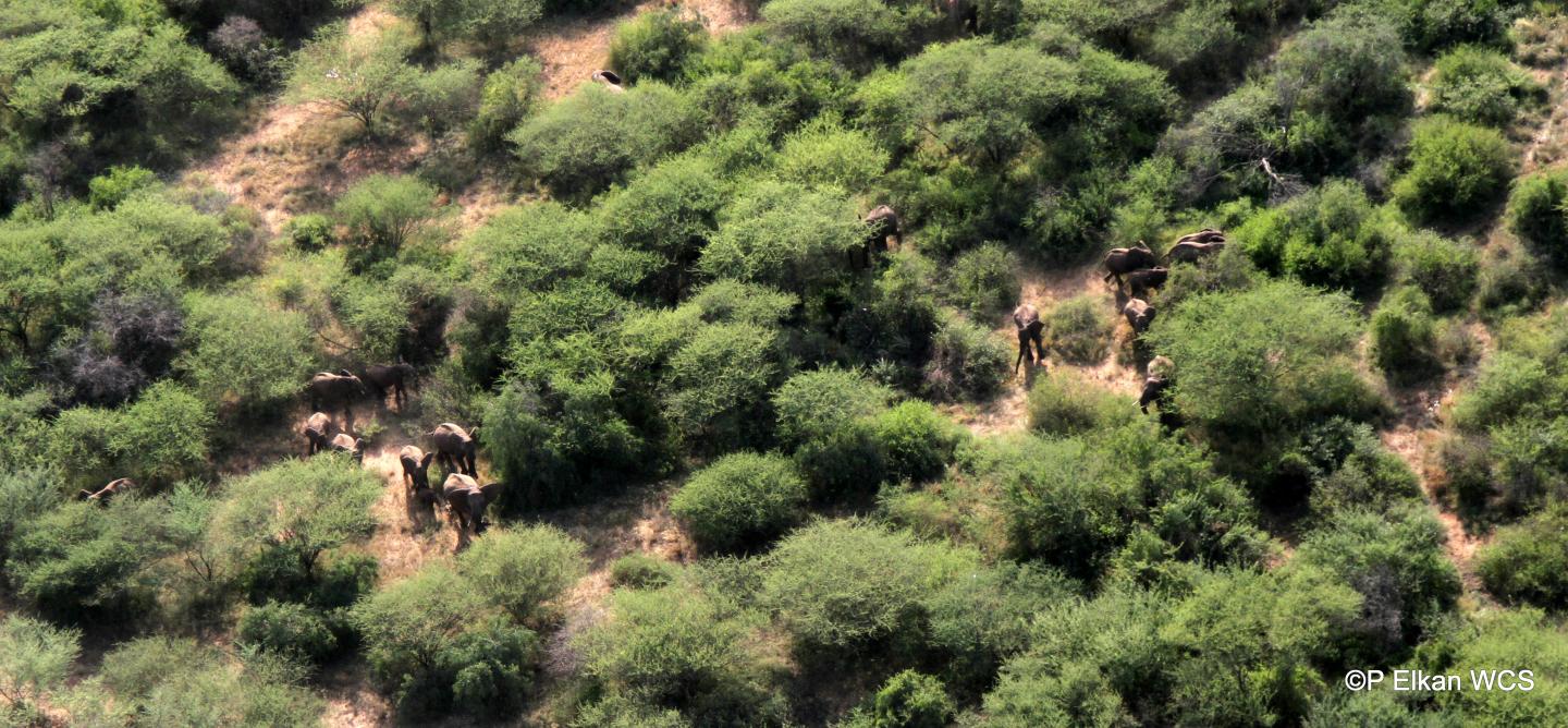 Aerial View of African Elephants