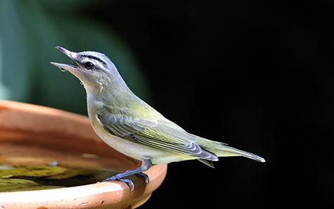 Some Bird Species Were Able to Rebound