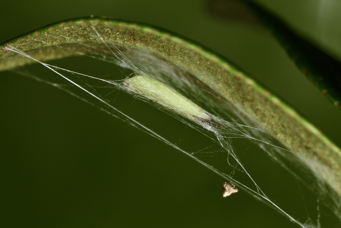 Characteristic cocoon with final instar larva and pupa of the alpine rose leaf-miner moth on Rhododendron ferrugineum