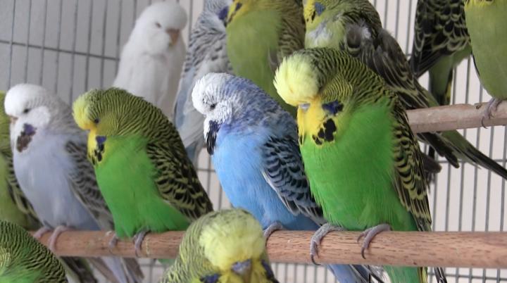 Budgies in a Cage