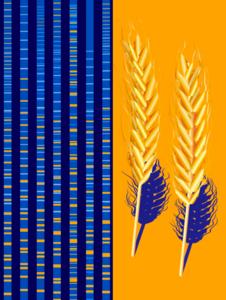 Duplication of gene influences how efficiently we digest starch