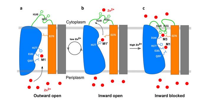 schematic of zinc transporter mechanism