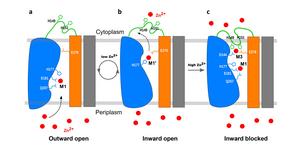 schematic of zinc transporter mechanism