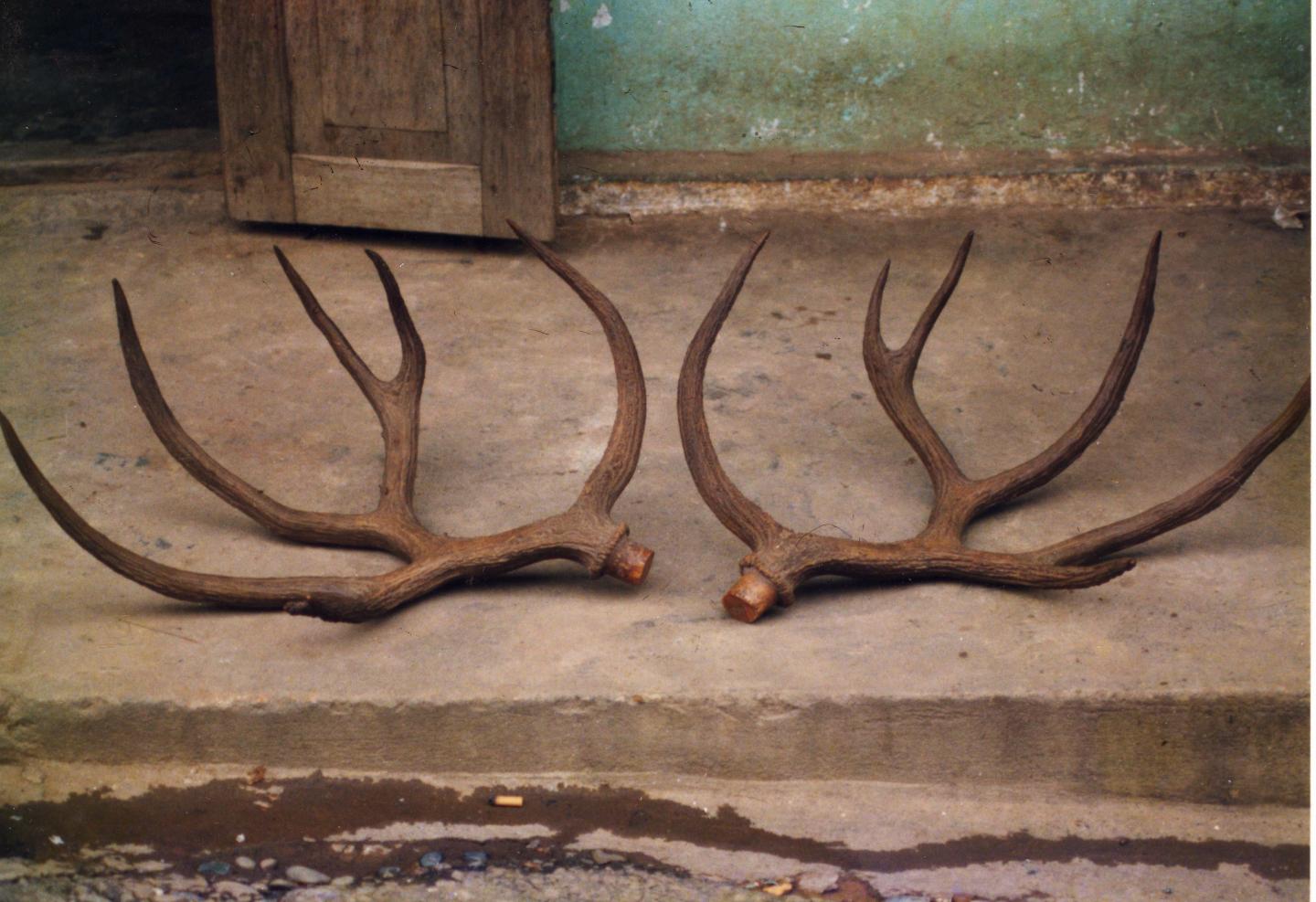 1991 Photograph of Schomburgk's Deer Antlers