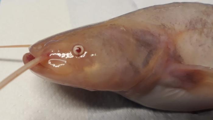 Albino Wels catfish (photo: Anti Vasemägi)