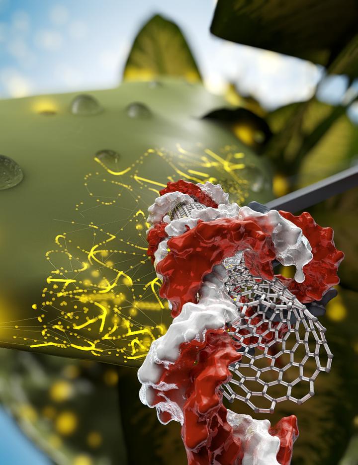 Nanotubes Deliver DNA into Leaves