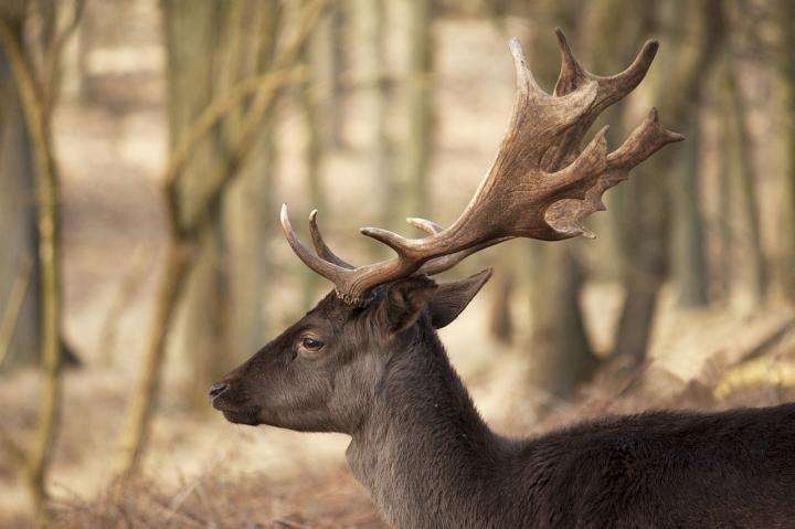 Fallow Deer Print