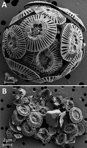 Coccolithophore