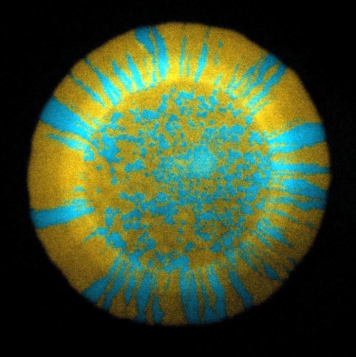 Fluorescent Bacteria