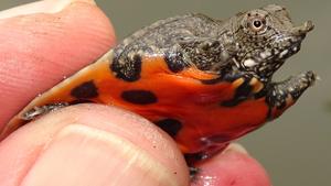 Juvenile spotted soft shell turtle