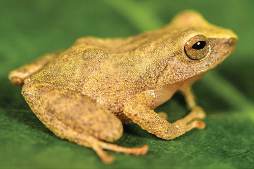 The New Sleeping Beauty Rain Frog