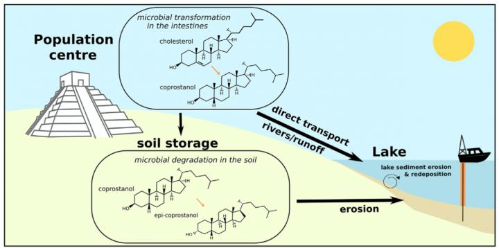 How Fecal Stanol Molecules Are Transported to Lake Sediments