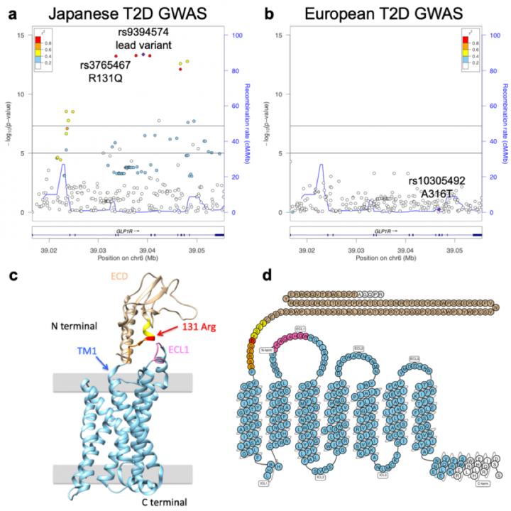 Figure 2: Regional Association Plots and the Structure of GLP1R