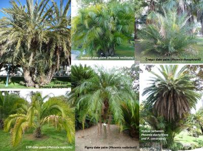 <i>Phoenix</i> Species