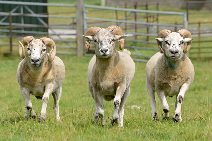 Sheep Gene Insights Could Help Farmers Breed Healthier Animals