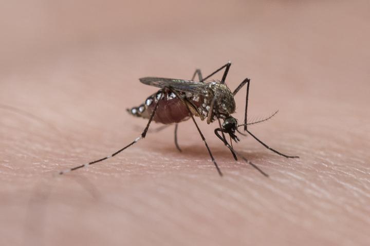 <i>Aedes aegypti </i>Mosquito