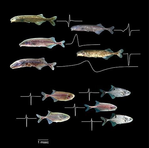Why Do Mormyrid Fish Have Two Different Signal Systems?