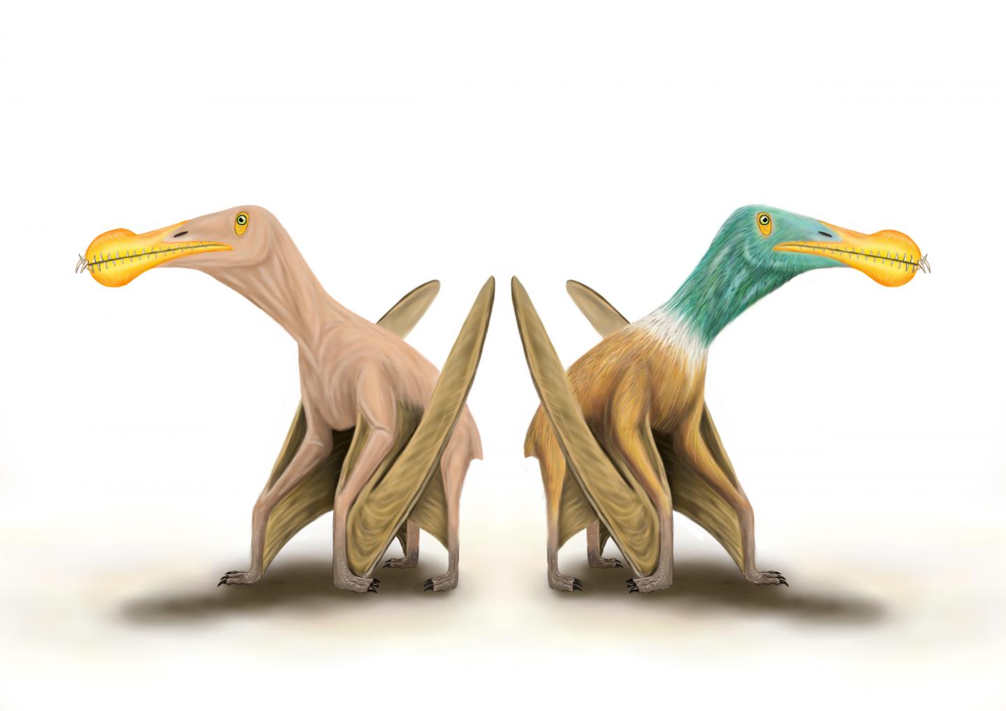 What did pterosaurs look like?