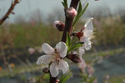White Delight: New Peach Varieties Released for Warmer Climates