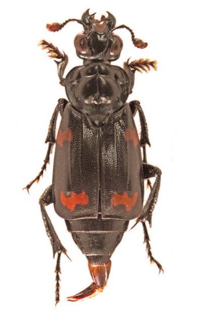 <i>Nicrophorus efferens</i>