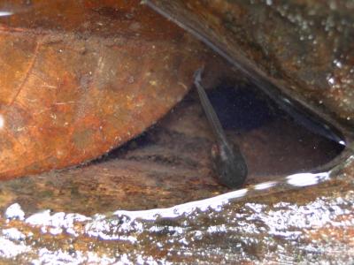 A Small Tadpole (<I>Dendrobates tinctorius</I>)
