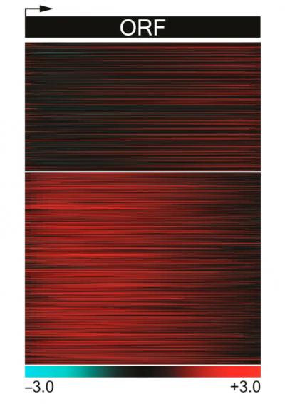 Heatmap of Cryptic Transcripts