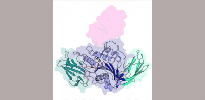 Citrus canker bacterium