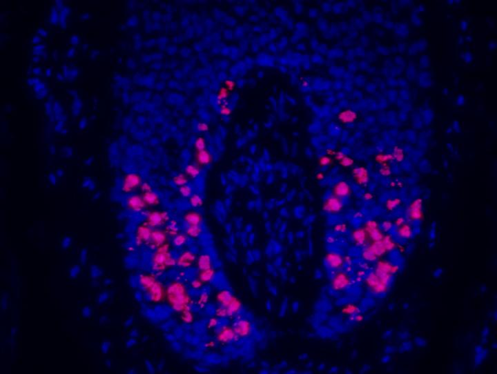 Phospho-histone H3 and Cell Nuclei