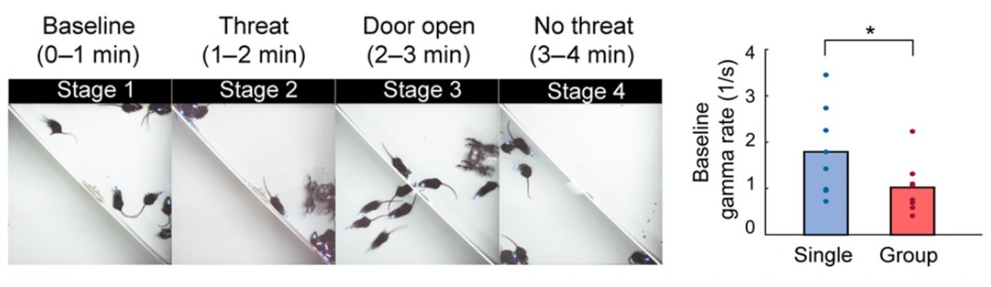 Effects of the group condition on BLA gamma