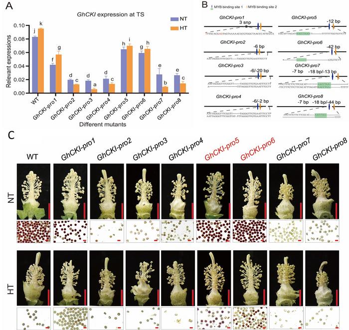 Figure 2. GhCKI promoter-edited alleles improve anther thermotolerance.