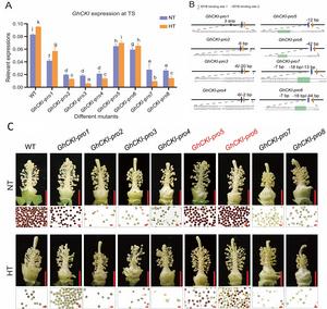 Figure 2. GhCKI promoter-edited alleles improve anther thermotolerance.