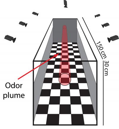 Plume in Wind Tunnel