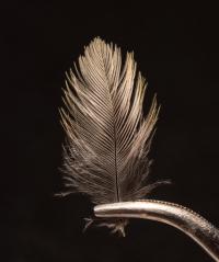 Single Warbler Feather