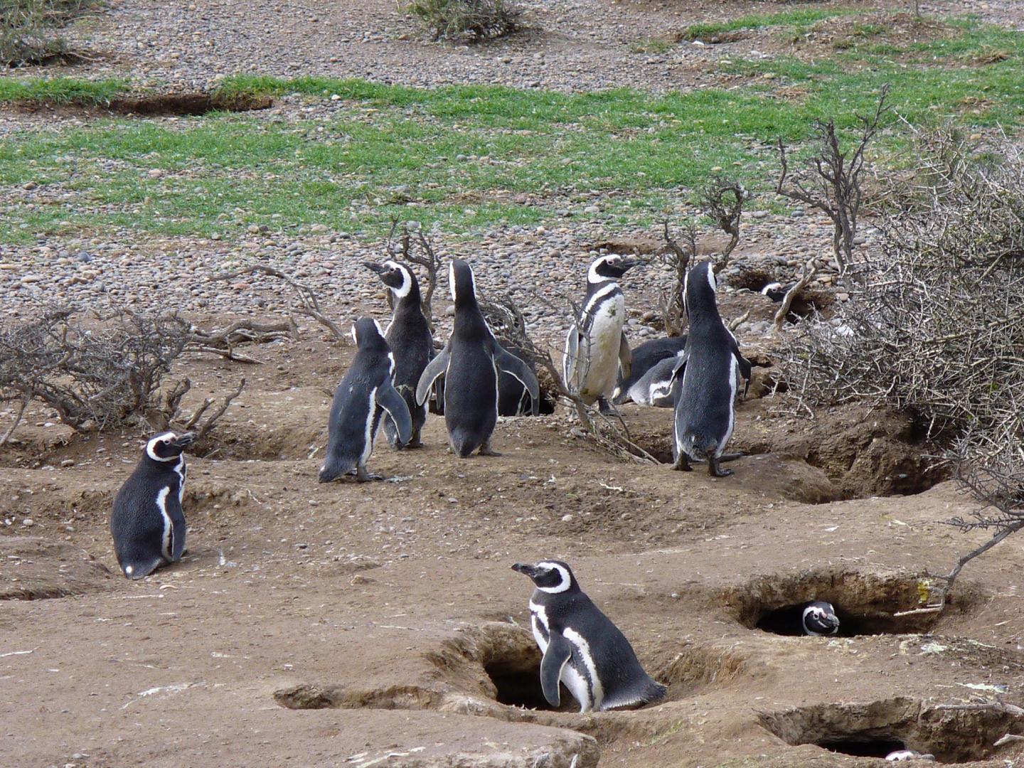 Patagonian Ecosystems