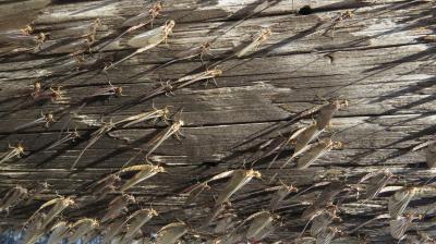 Adult mayflies following an emergence on Lake Erie