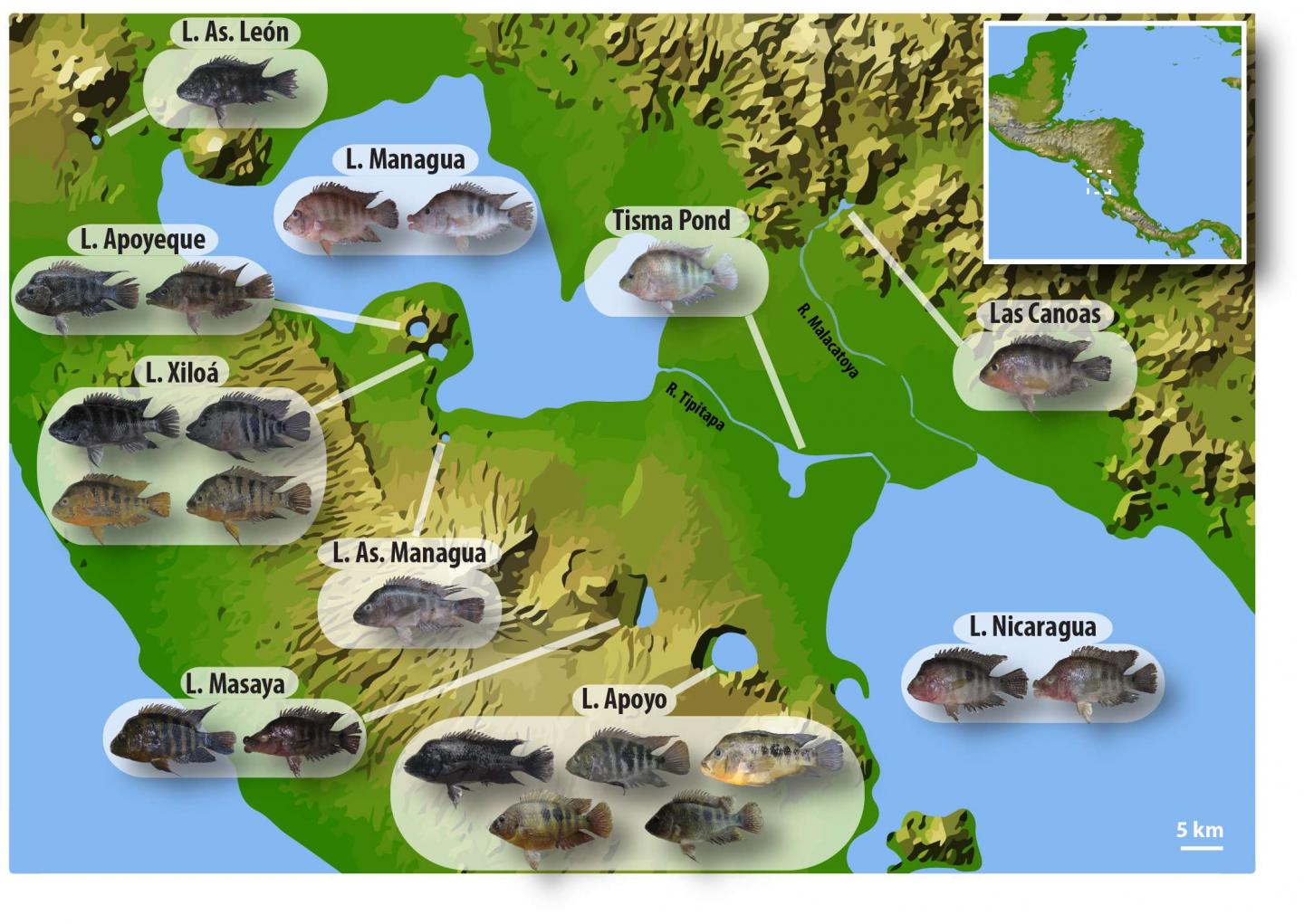 Geographic Distribution and Morphological Diversity of Midas Cichlids