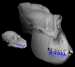 Gorilla and Lemur Skuls