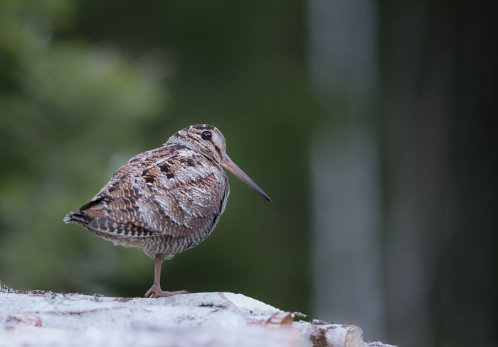 Eurasian Woodcock (Scolopax rusticola)